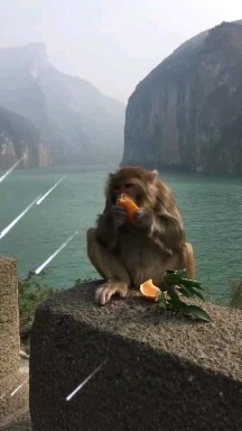 原产地奉节脐橙～园虹脐橙～鲜果纯甜多汁！