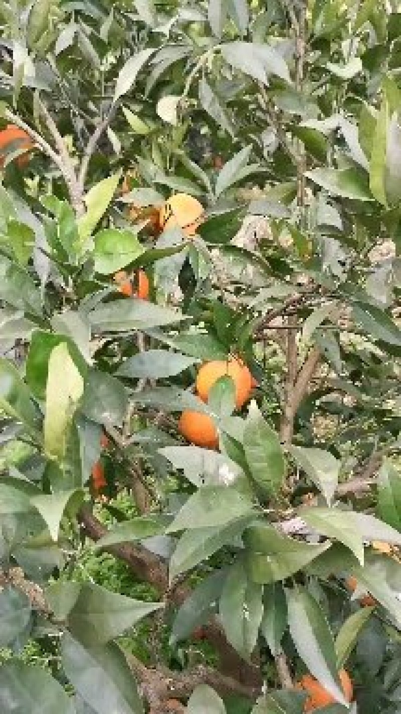 原产地奉节脐橙～园虹脐橙～鲜果纯甜多汁！