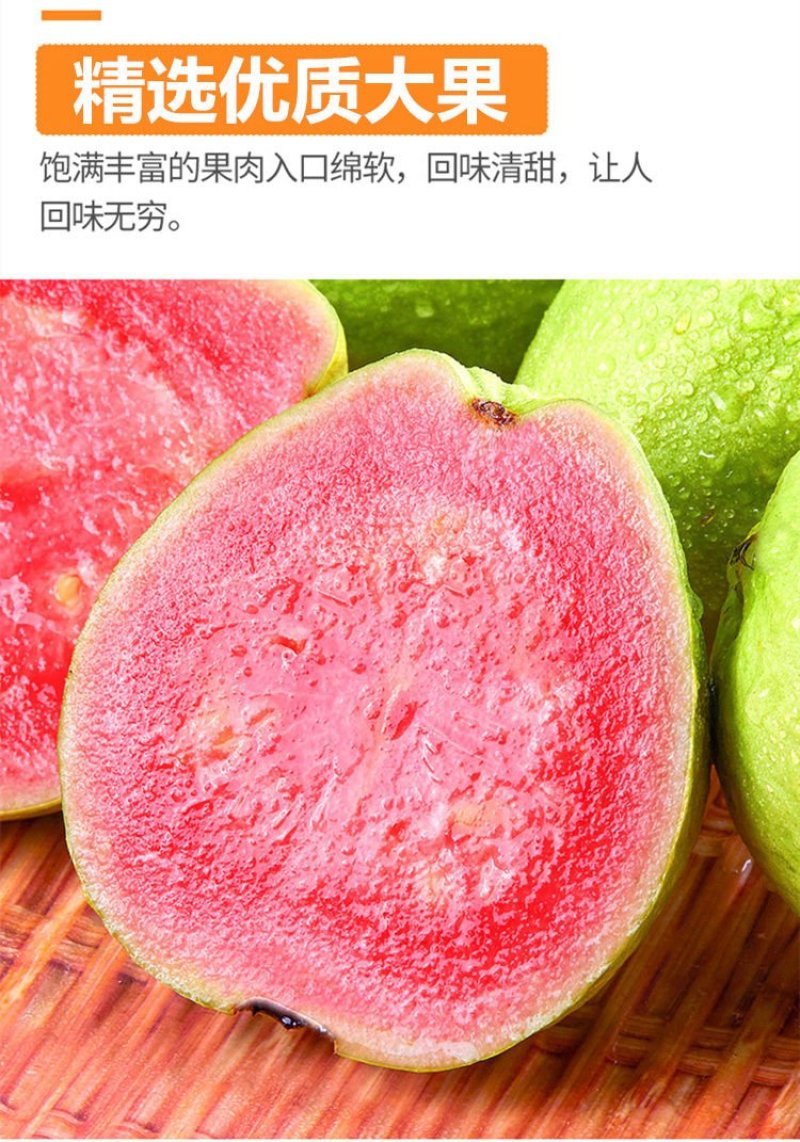 台湾番石榴芭乐苗，白珍珠，红肉