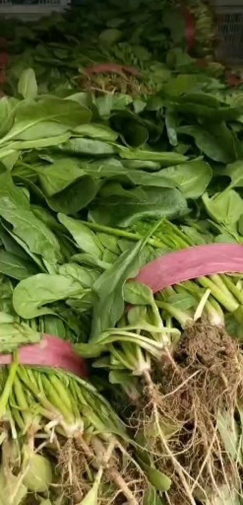 小叶菠菜