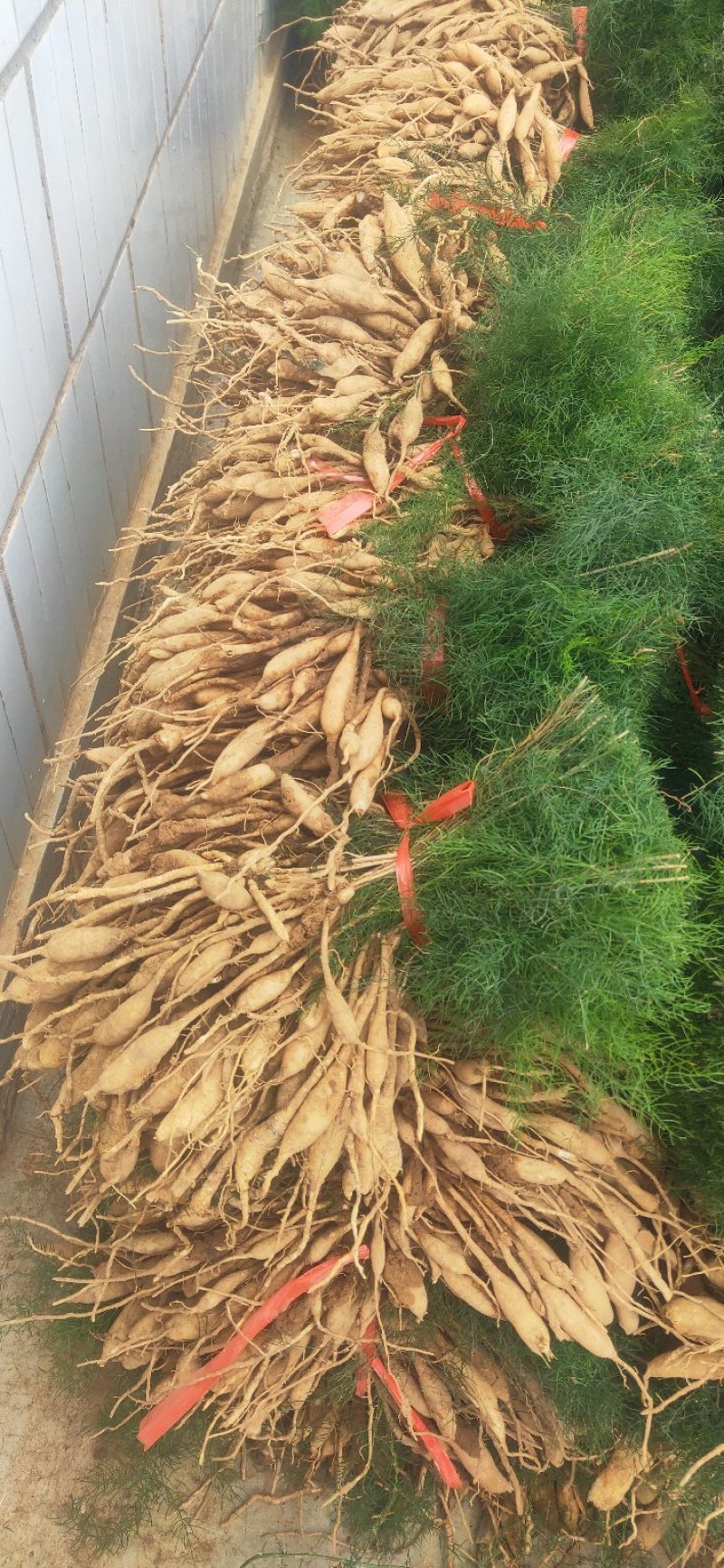 云南大天冬种苗，低投入高回报，基地一手货源，价格优势