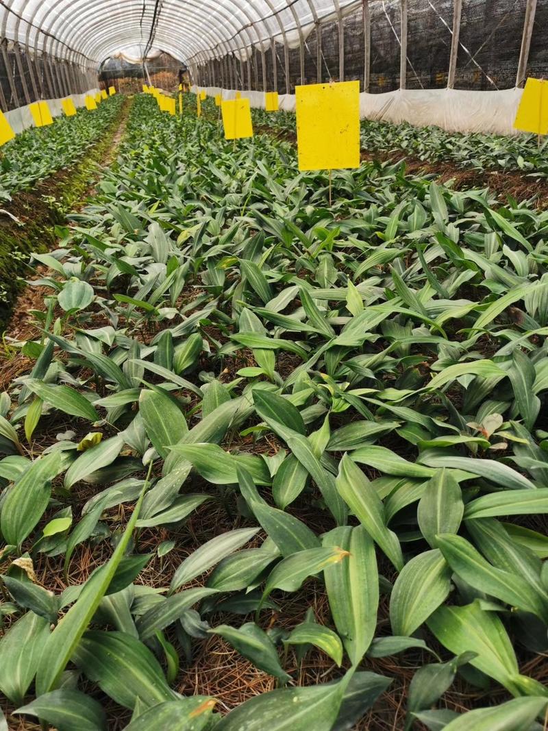 云南露滇黄精籽育苗，基地一手货源价格优势，根系好成活率高