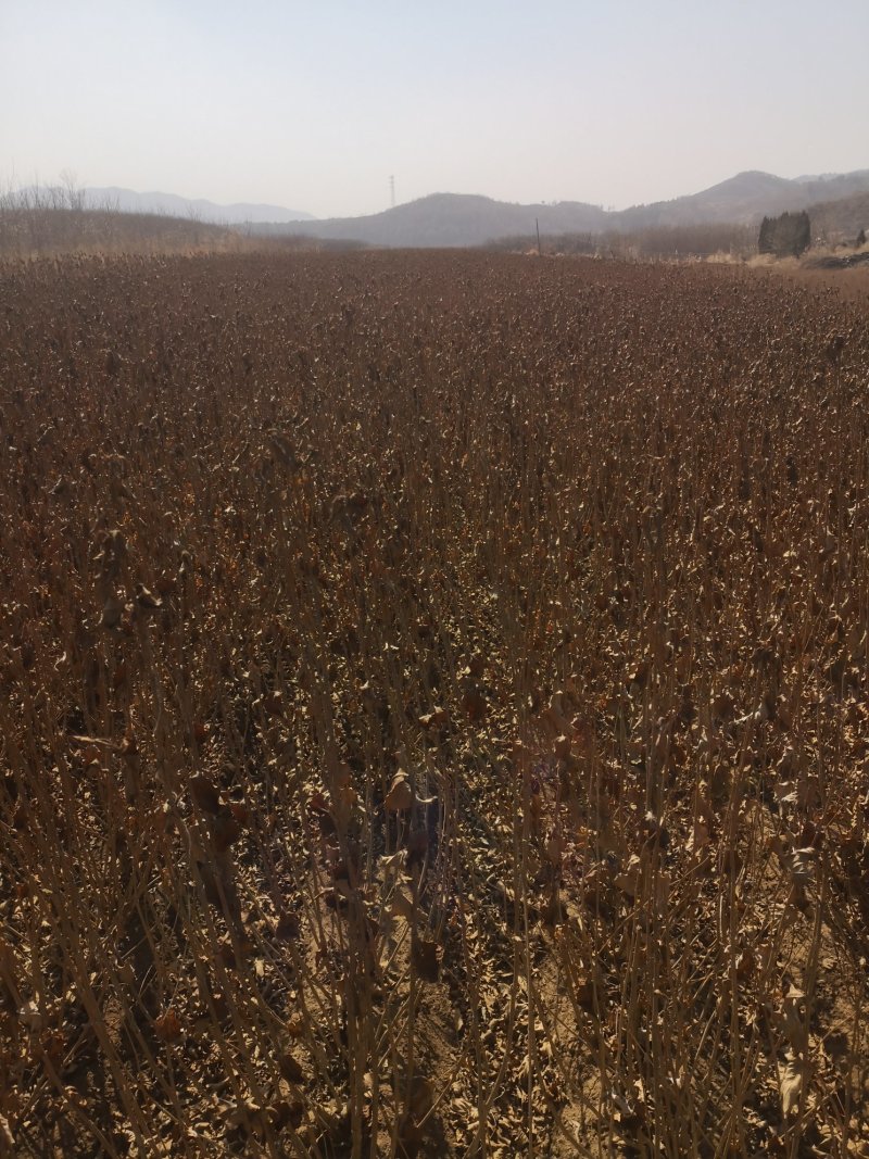 红王子锦带扦插苗杯苗保证质量全国快递邮寄质量保证