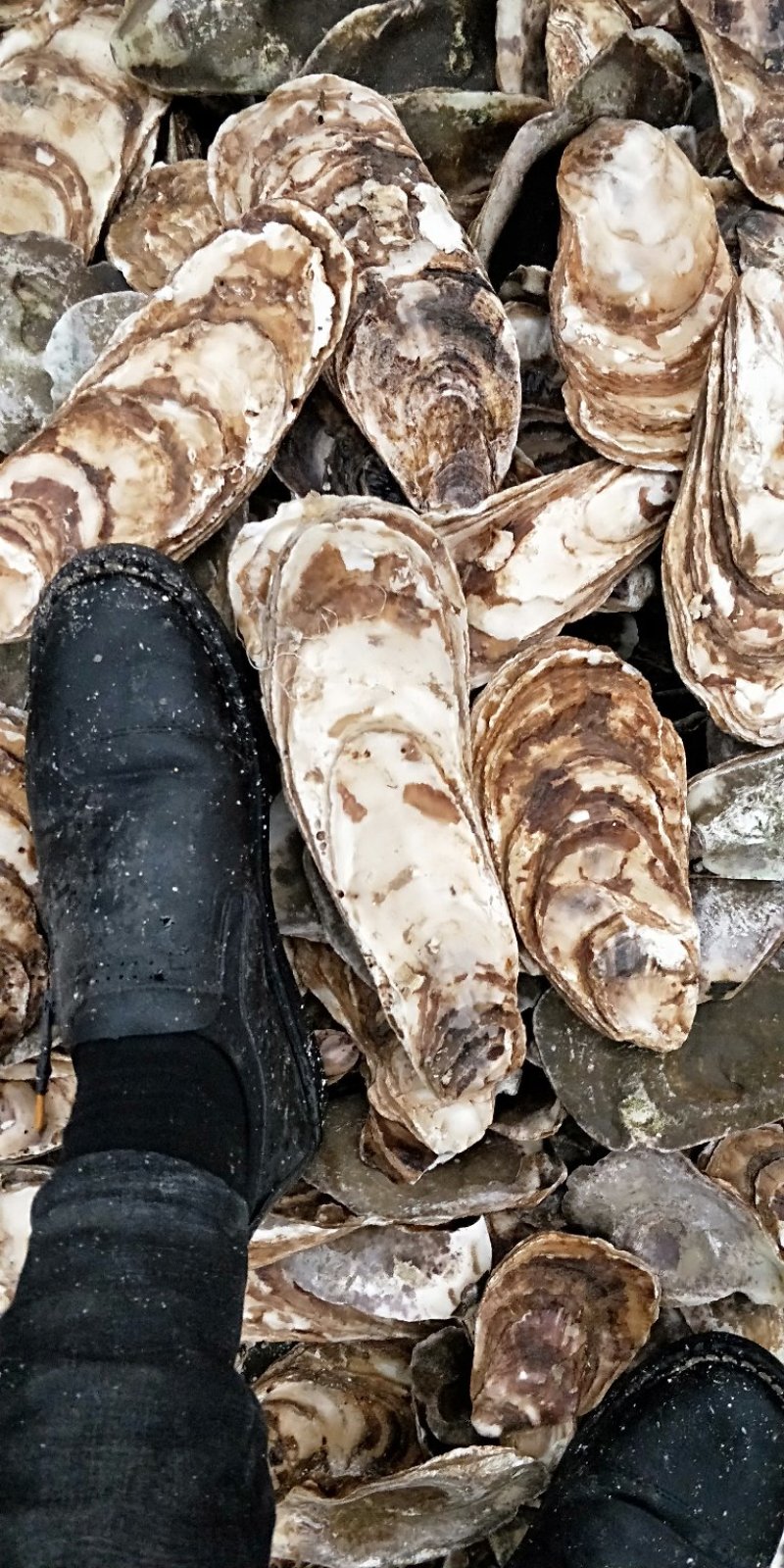 药用牡蛎水洗牡蛎壳颗粒
