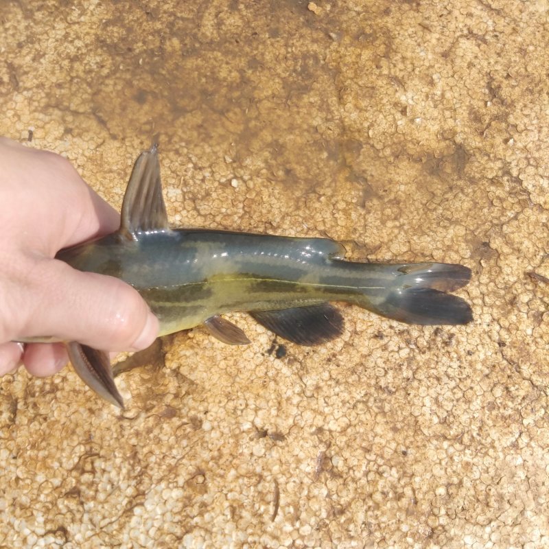 黄骨鱼(只限湛江)