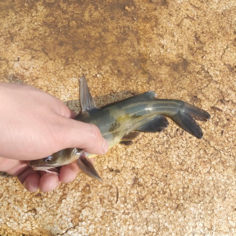 黄骨鱼(只限湛江)