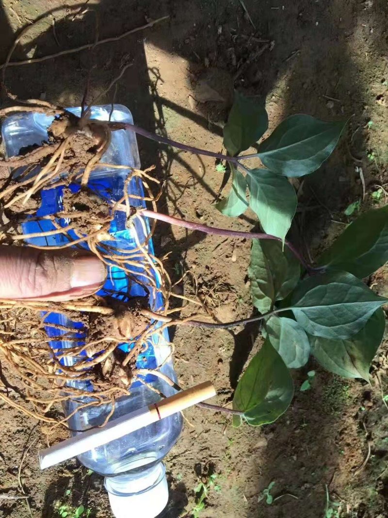云南滇重楼矮杆籽育三年苗，基地一手，低价出售，成品包回收