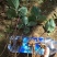 云南滇重楼矮杆籽育三年苗，基地一手，低价出售，成品包回收