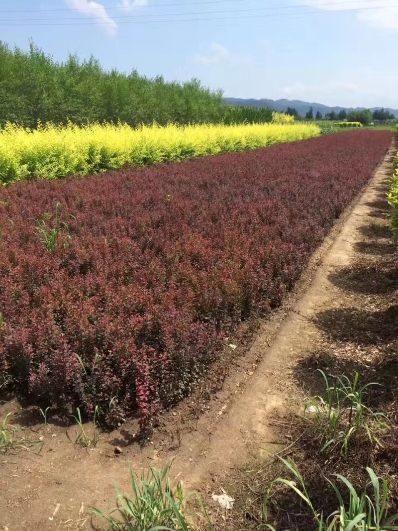 紫叶小檗有杯苗扦插苗现货销售辽宁大量供应