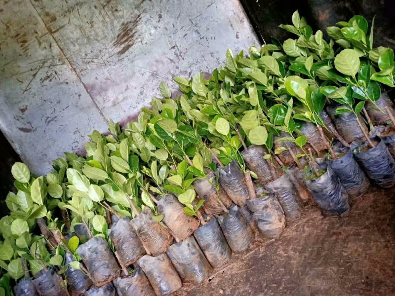 海南片接泰国红肉八号菠萝蜜苗。一手货源。