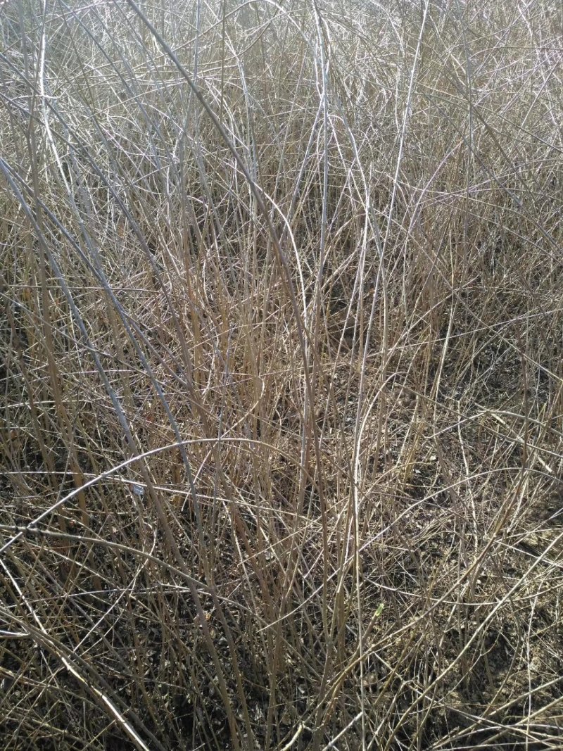 药用连翘树苗河南产地直供优质连翘苗产量高