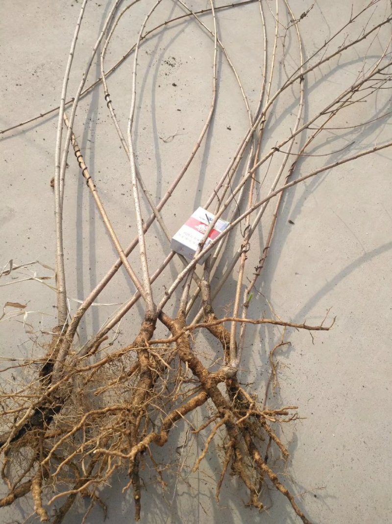 药用连翘树苗河南产地直供优质连翘苗产量高