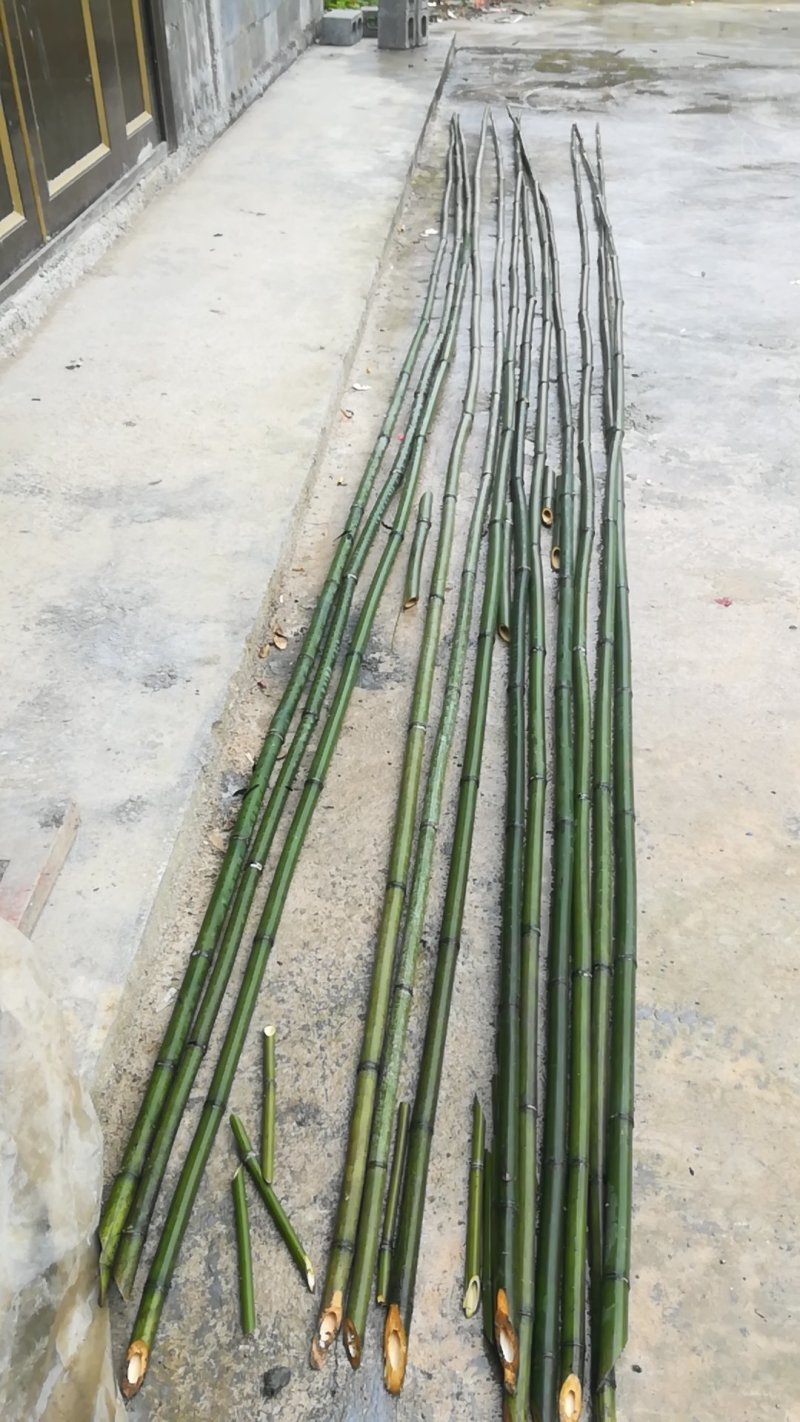 竹林长期供应各种菜架竹，有白竹，楠竹，水竹，苦竹，贵竹。