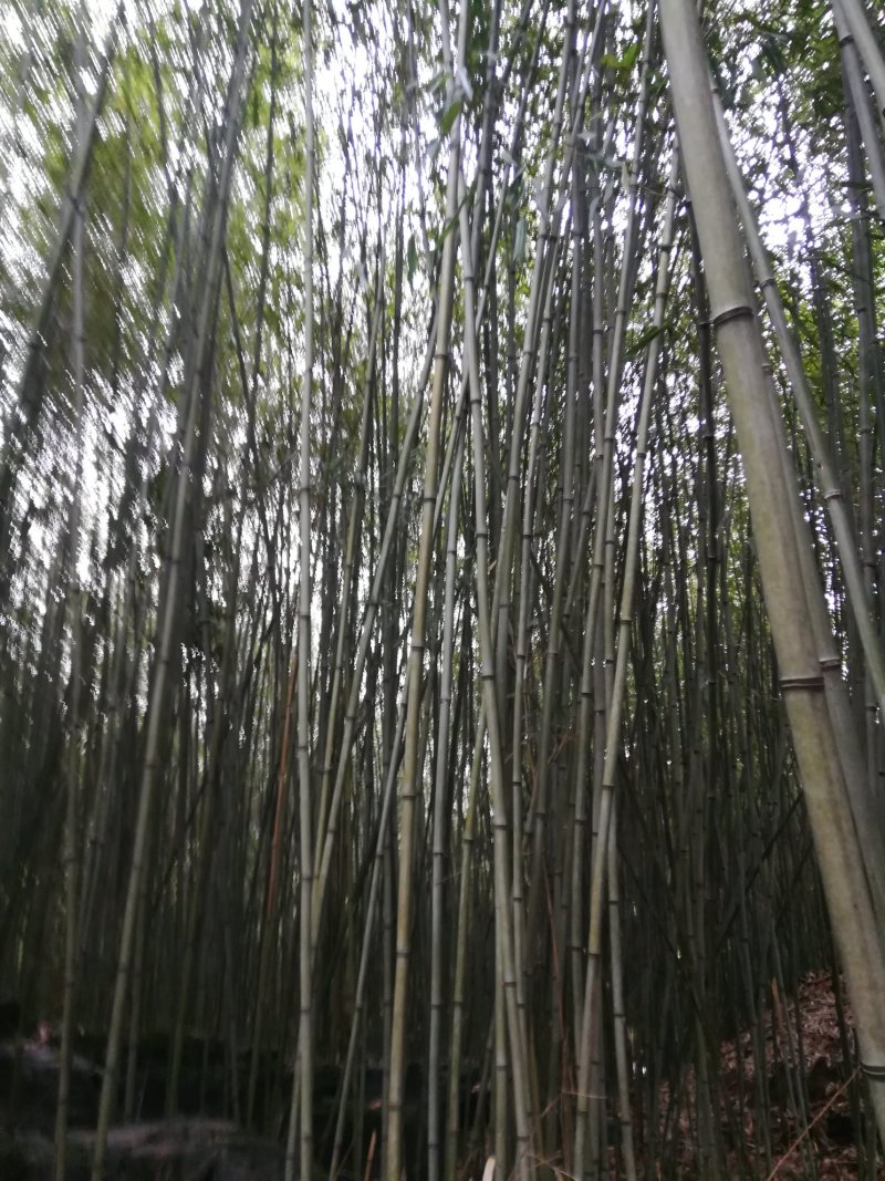 竹林长期供应各种菜架竹，有白竹，楠竹，水竹，苦竹，贵竹。