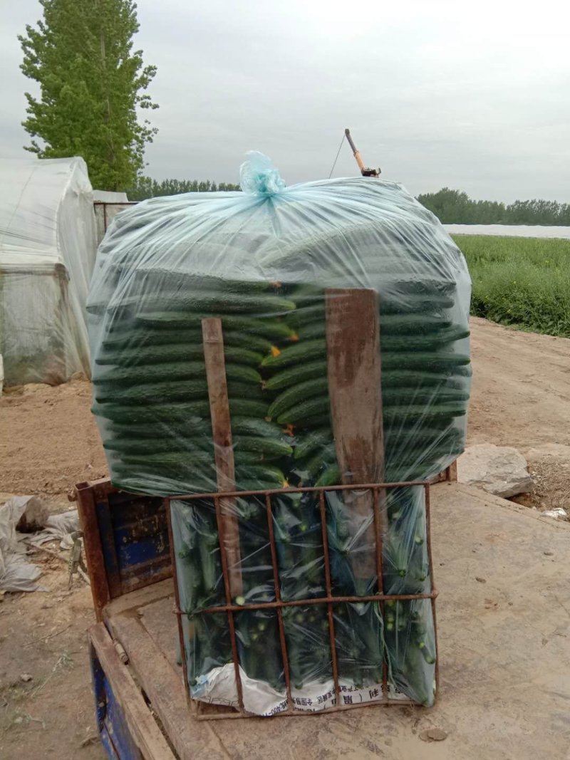 夏邑密刺黄瓜大棚鲜黄瓜大量上市，欢迎新老客户前来订购