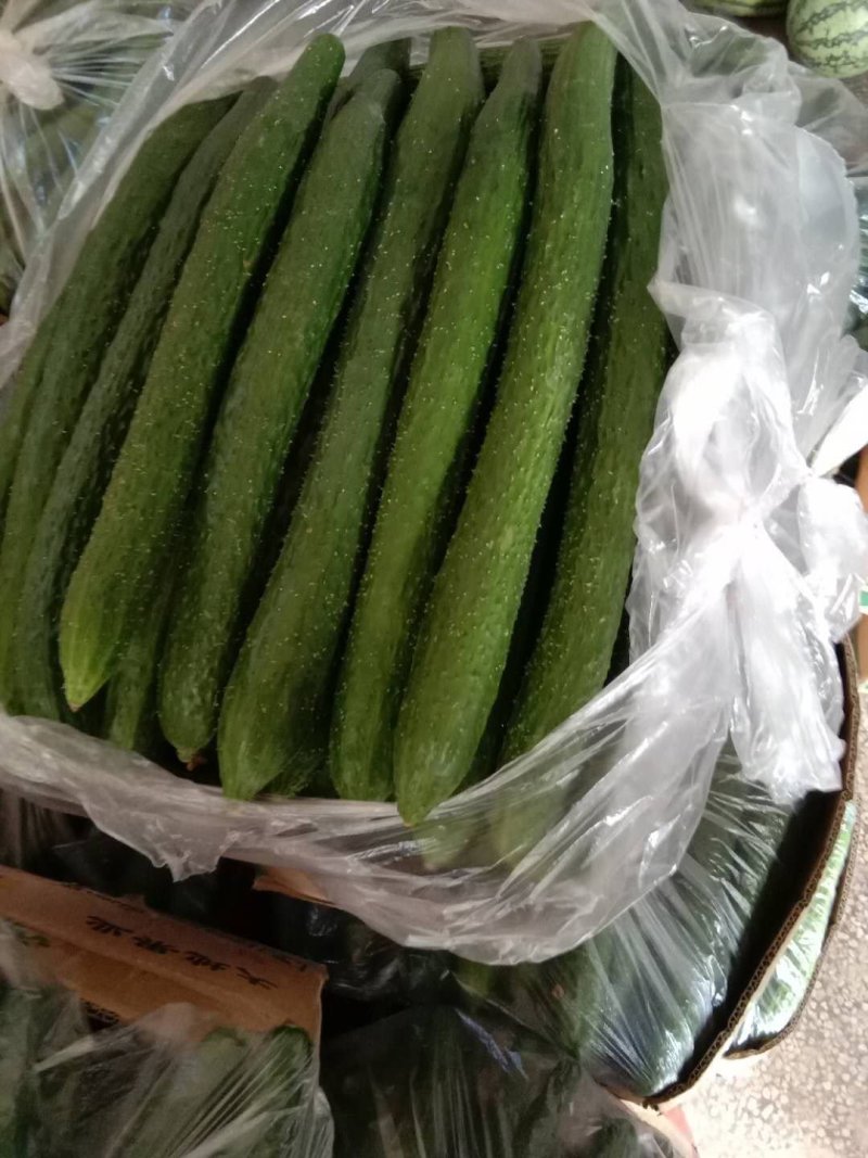夏邑密刺黄瓜大棚鲜黄瓜大量上市，欢迎新老客户前来订购