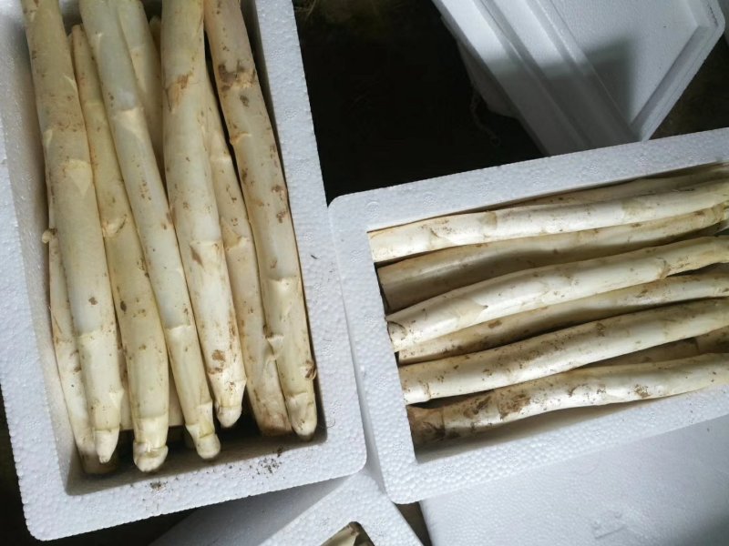芦笋白芦笋一级笋超市电商供一件代发基地种植包邮