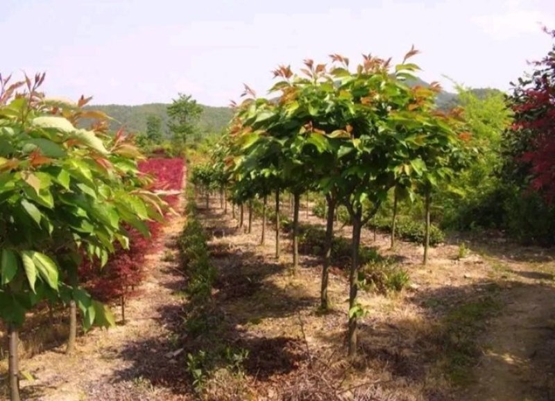 包邮樱桃树苗盆栽地栽，树苗质量好，价格实在量大从优
