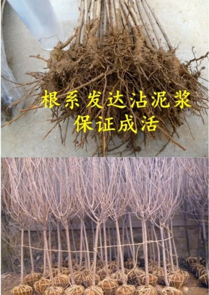 包邮樱桃树苗盆栽地栽，树苗质量好，价格实在量大从优