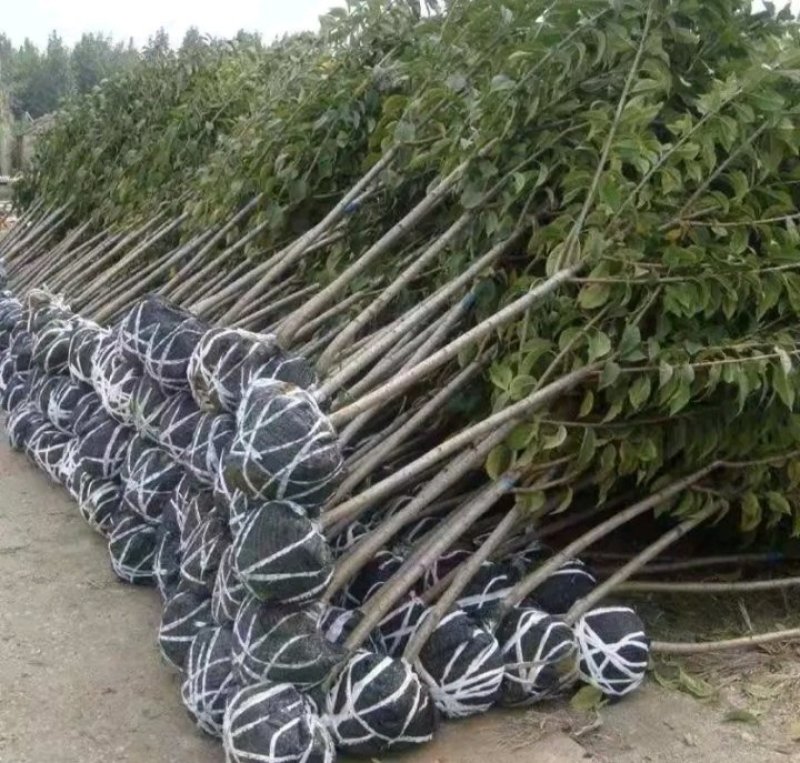 包邮樱桃树苗盆栽地栽，树苗质量好，价格实在量大从优