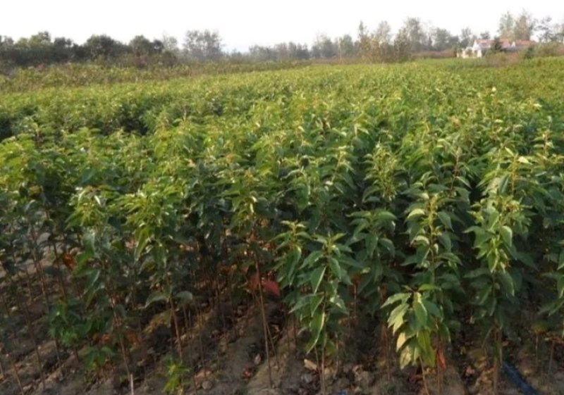包邮樱桃树苗盆栽地栽，树苗质量好，价格实在量大从优