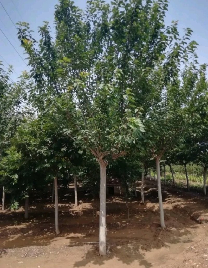 包邮樱桃树苗盆栽地栽，树苗质量好，价格实在量大从优