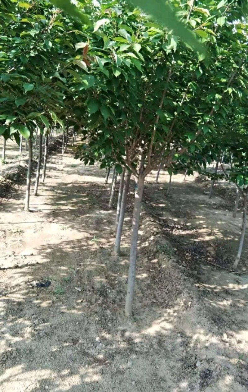 包邮樱桃树苗盆栽地栽，树苗质量好，价格实在量大从优