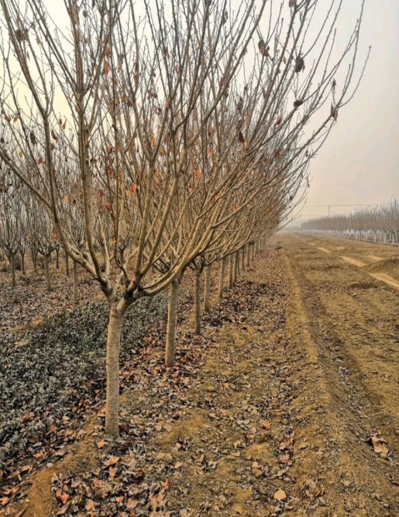 包邮樱桃树苗盆栽地栽，树苗质量好，价格实在量大从优