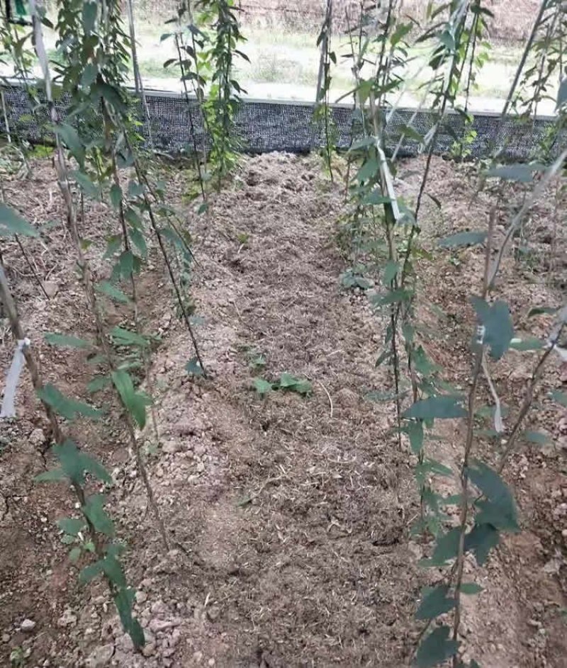 金果榄种苗，基地一手货源价格优势品质保证
