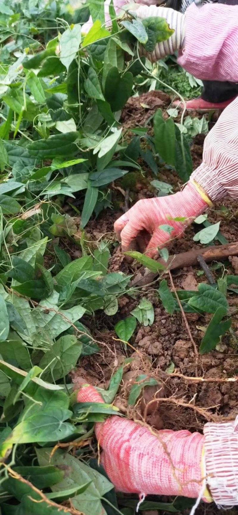 金果榄种苗，基地一手货源价格优势品质保证