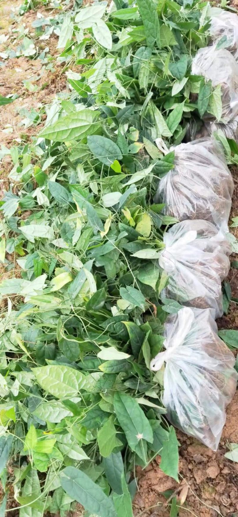 金果榄种苗，基地一手货源价格优势品质保证