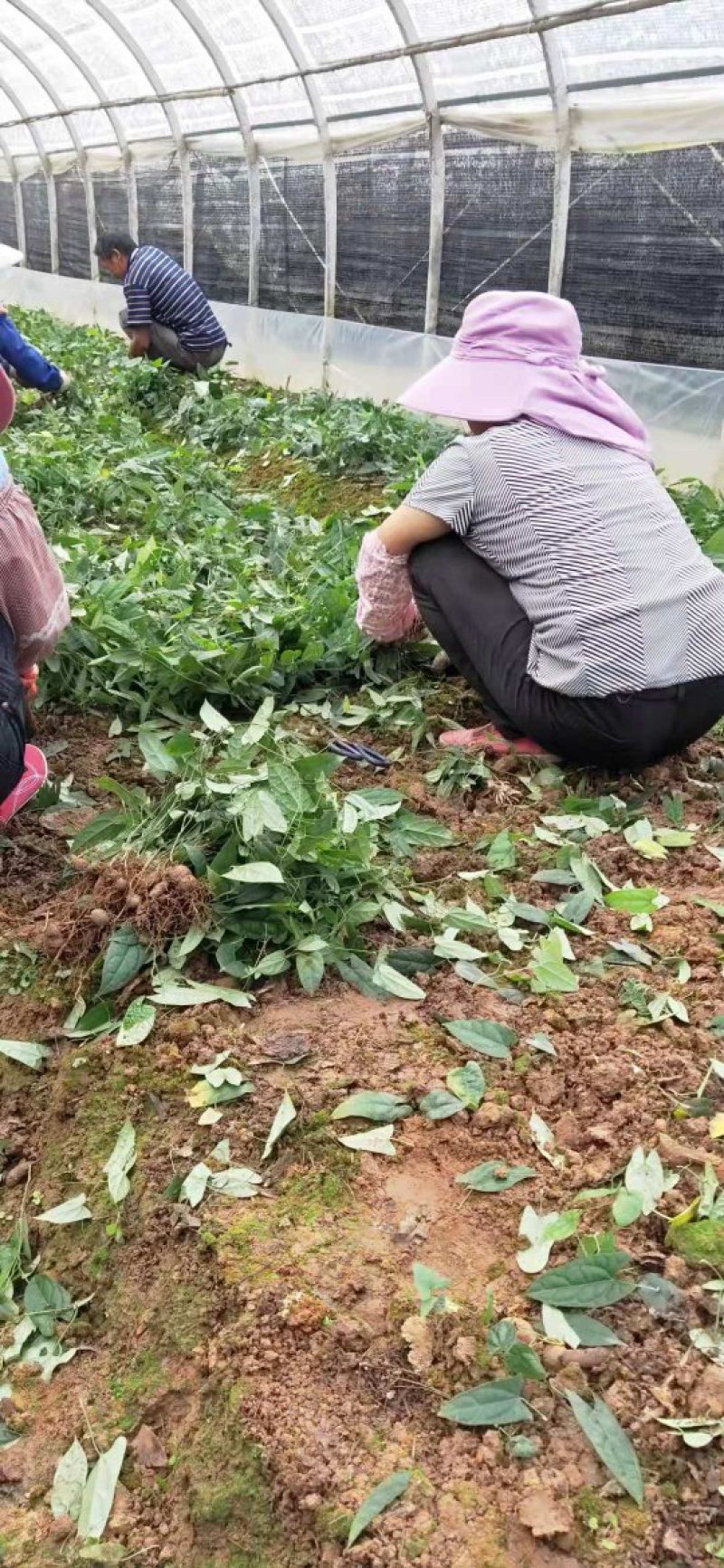 金果榄种苗，基地一手货源价格优势品质保证
