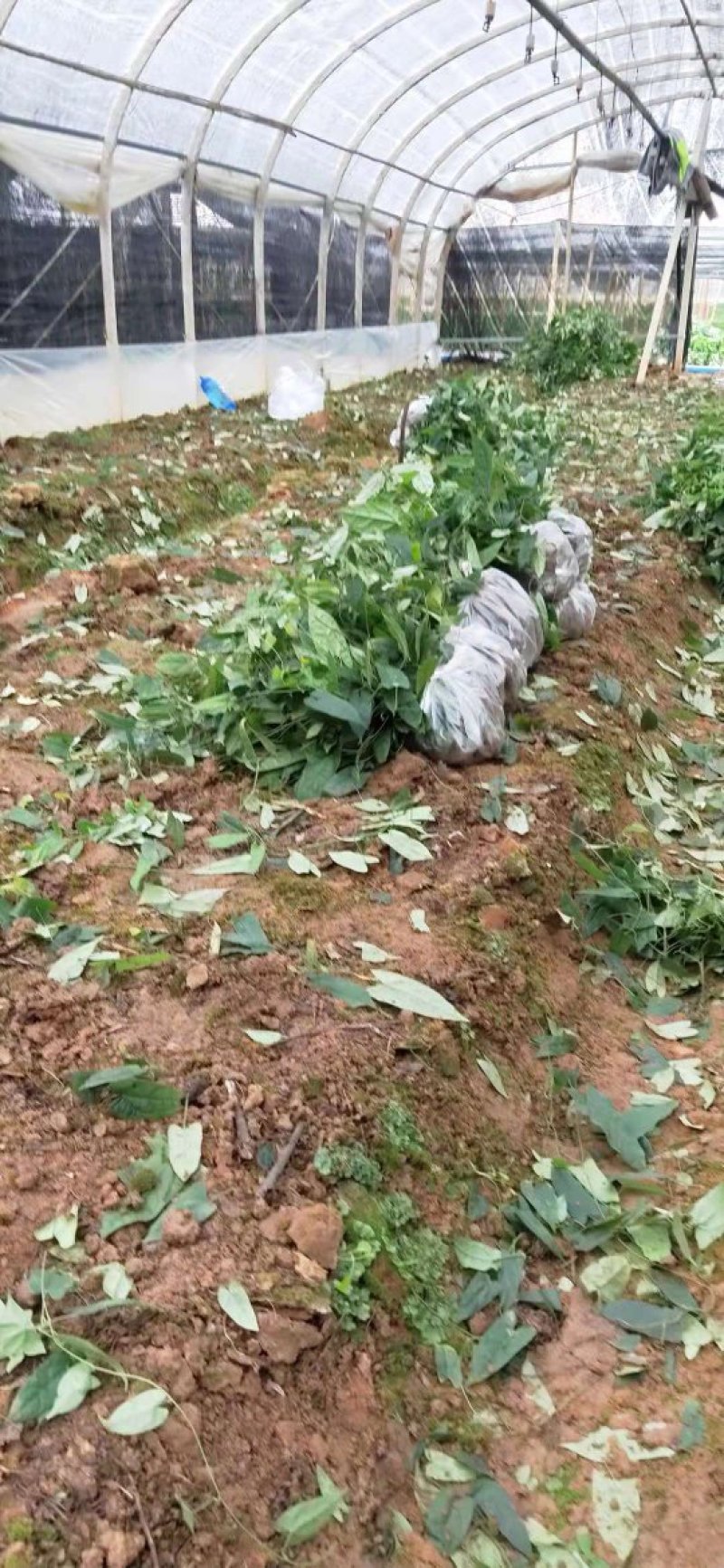 金果榄种苗，基地一手货源价格优势品质保证
