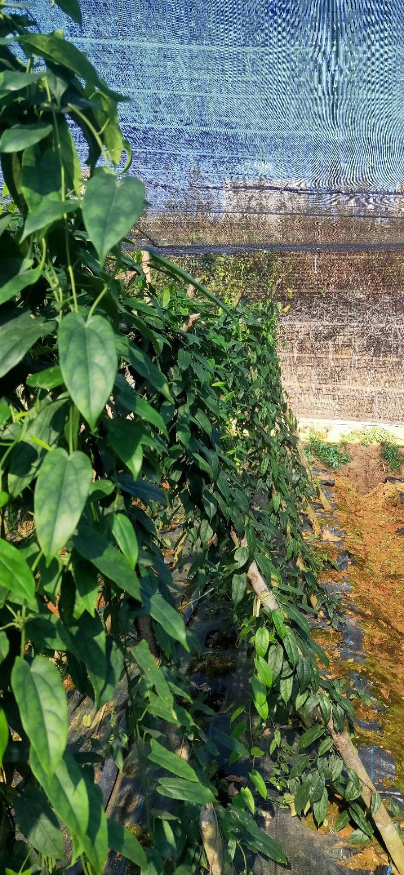 金果榄种苗，基地一手货源价格优势品质保证