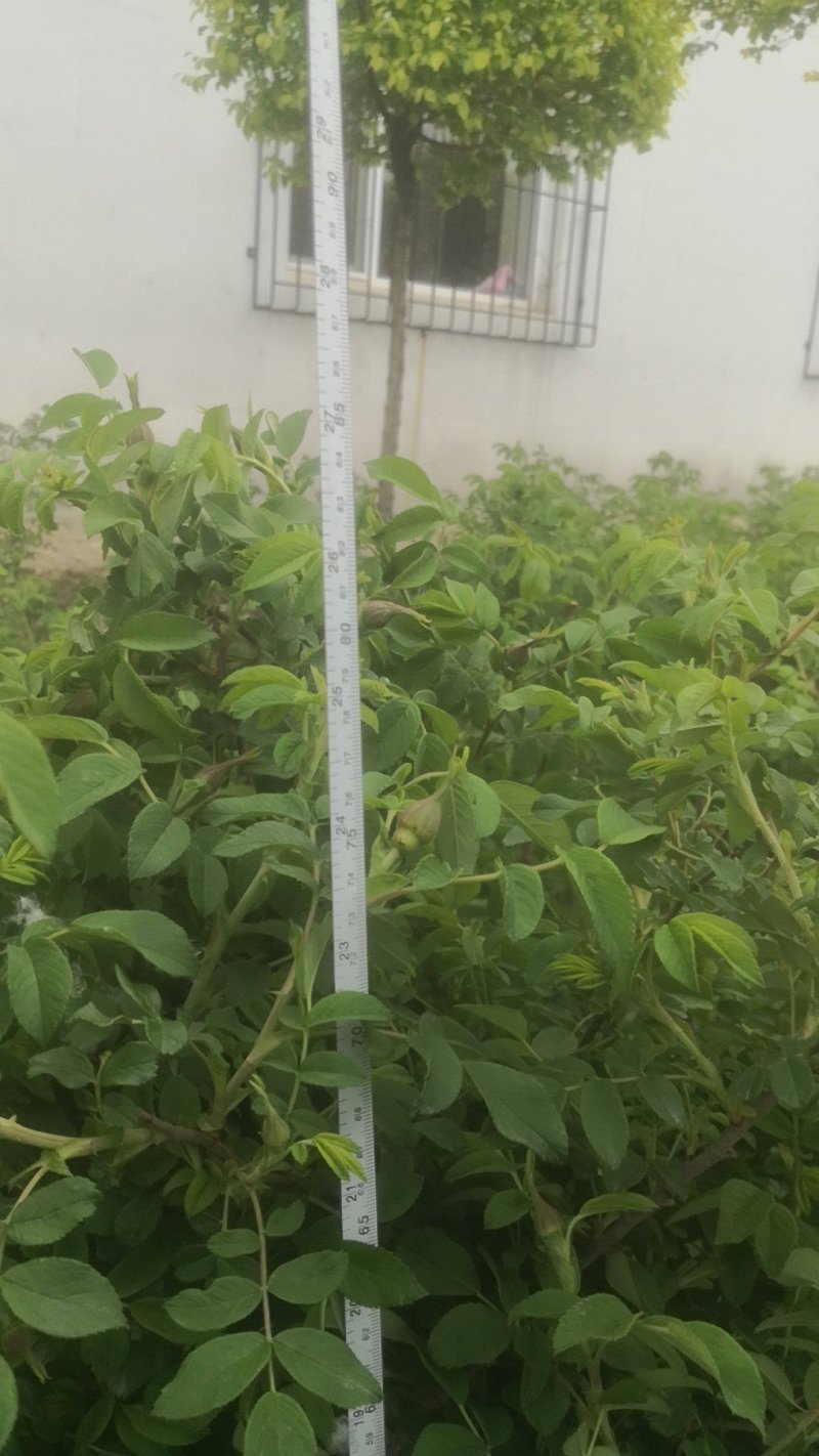 黄刺玫播种苗扦插苗大量出售秋季大量出售现货