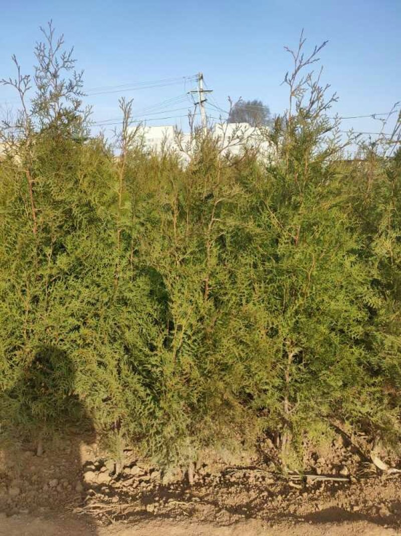 三年的柏树苗