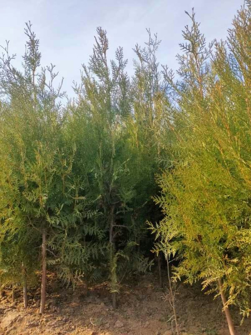 三年的柏树苗