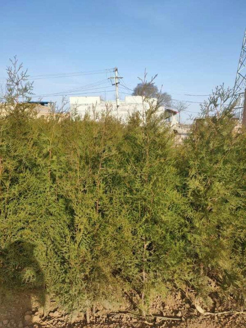 三年的柏树苗
