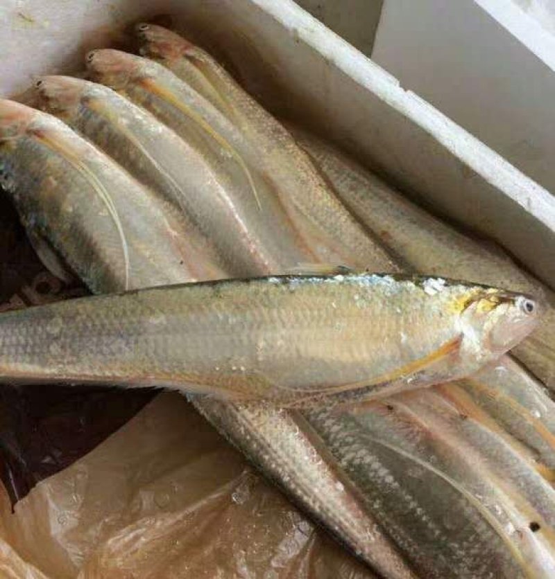 正宗冰鲜刀鱼鲜活冰鲜发货顺丰淡水刀不是海湖产