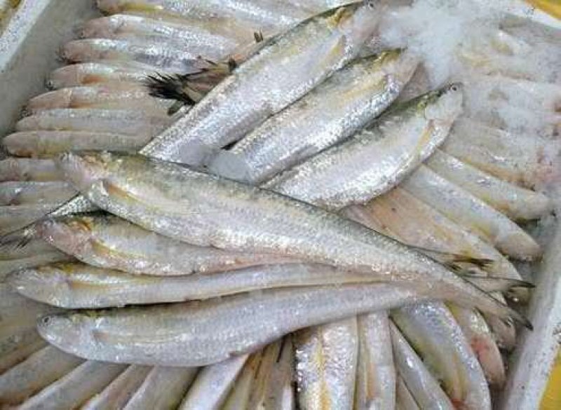 正宗冰鲜刀鱼鲜活冰鲜发货顺丰淡水刀不是海湖产