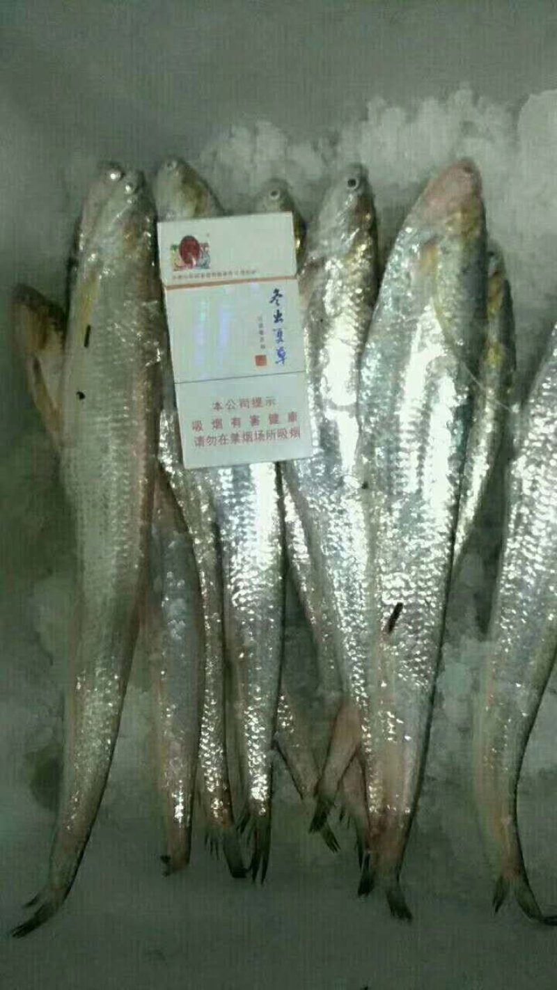 正宗冰鲜刀鱼鲜活冰鲜发货顺丰淡水刀不是海湖产