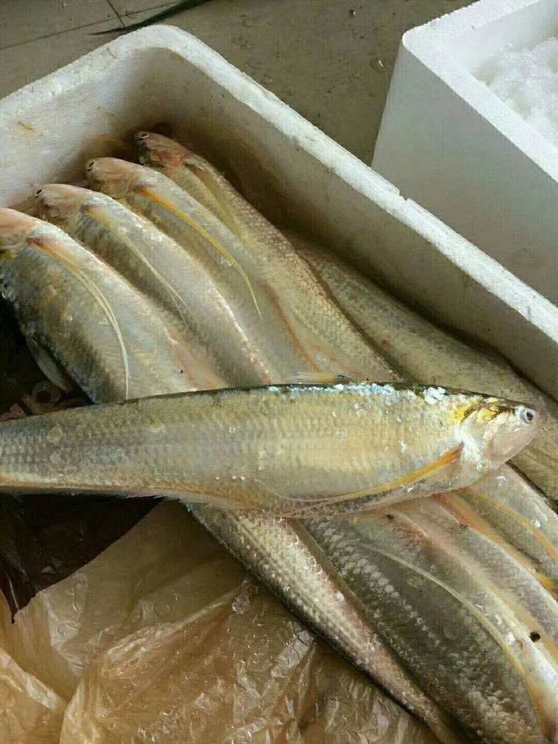 正宗冰鲜刀鱼鲜活冰鲜发货顺丰淡水刀不是海湖产