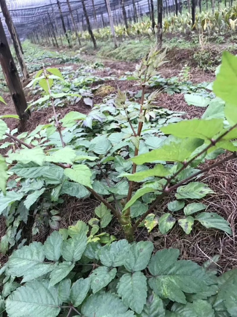 云南刺老包种苗，根系好，成活好，签合同包回收