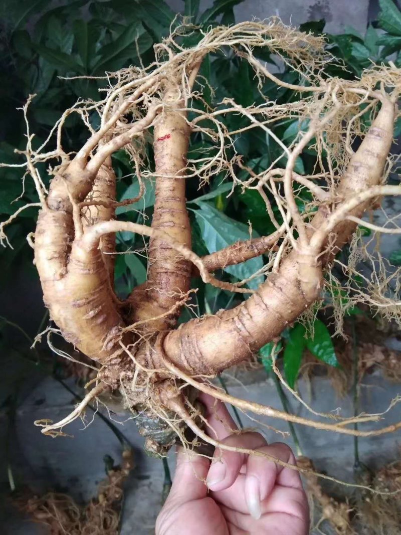 云南红河金平黑人参种苗，苗子壮实，成活好