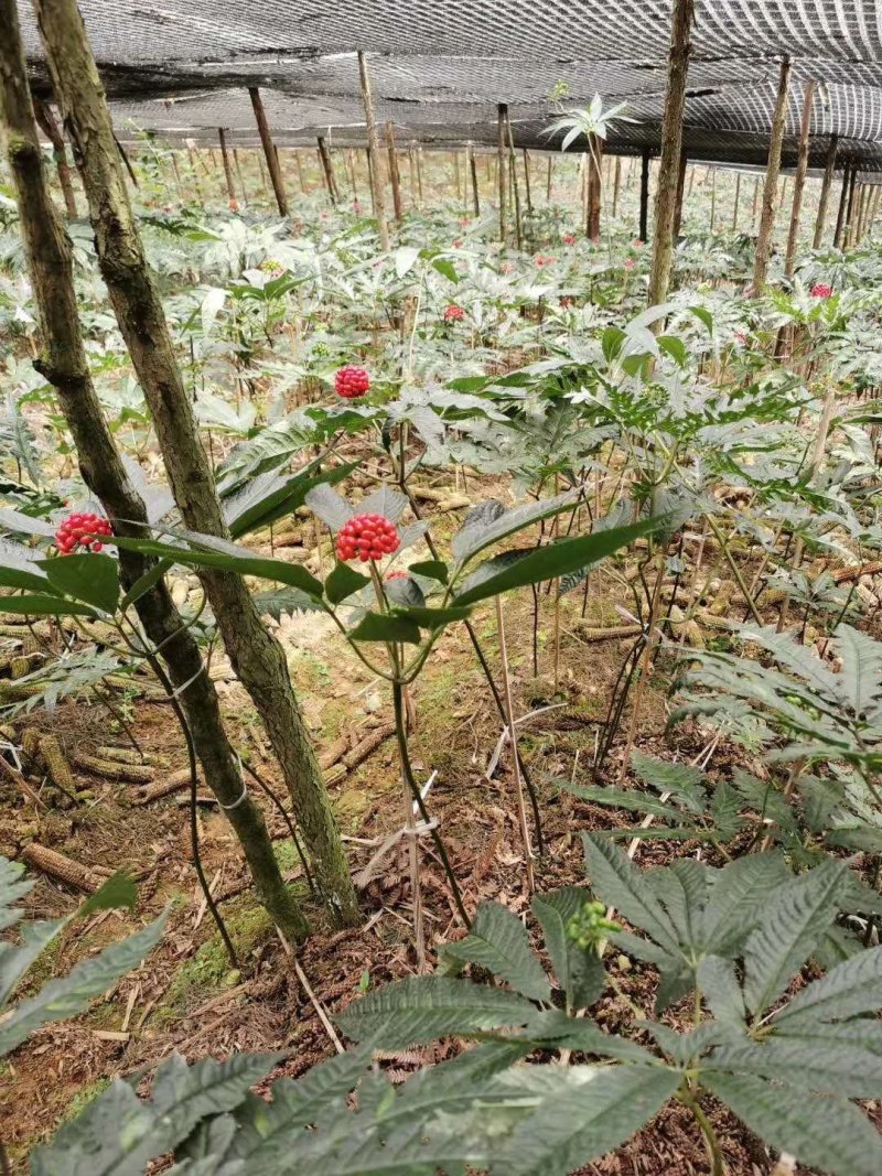 云南红河金平黑人参种苗，苗子壮实，成活好