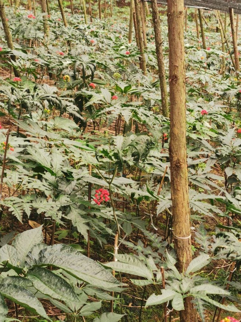 云南红河金平黑人参种苗，苗子壮实，成活好