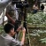 云南红河金平黑人参种苗，苗子壮实，成活好