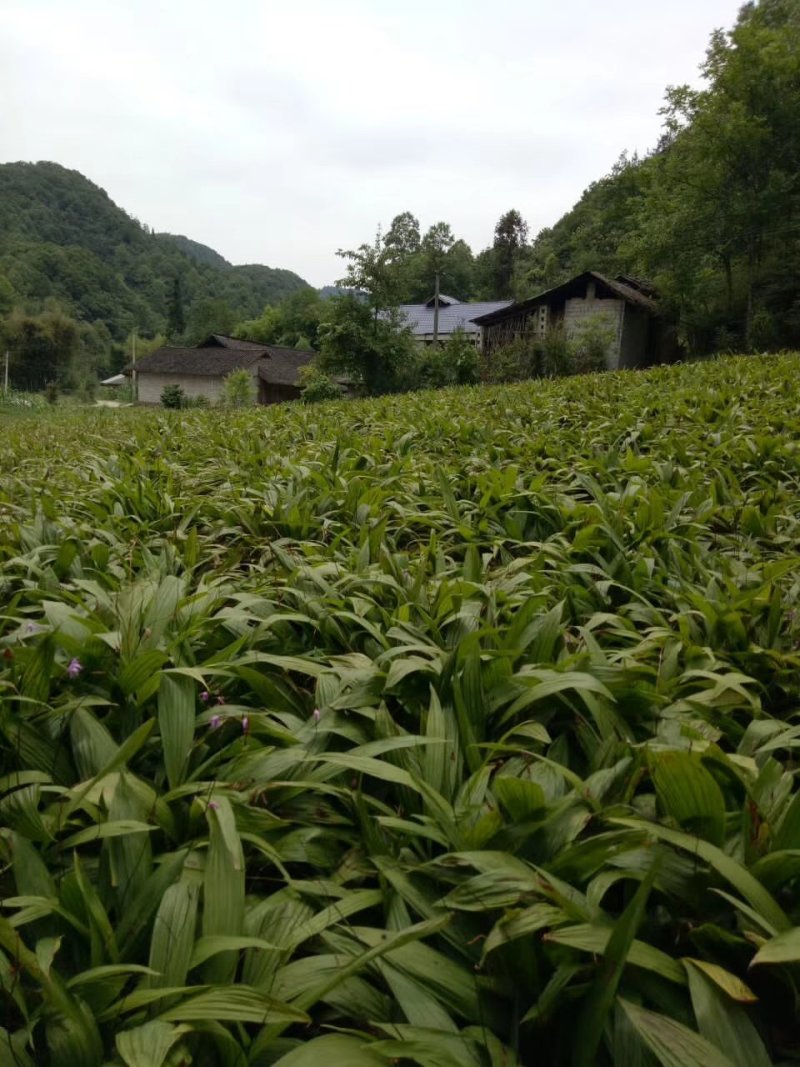三叉大白芨种苗，基地一手，货源稳定，免费提供技术