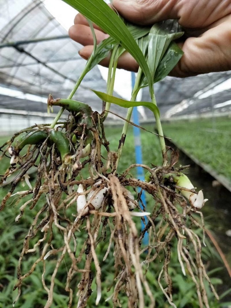 三叉大白芨种苗，基地一手，货源稳定，免费提供技术