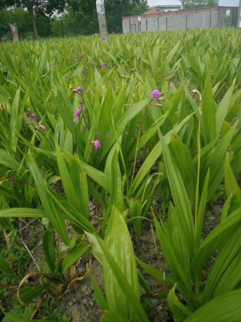 三叉大白芨种苗，基地一手，货源稳定，免费提供技术
